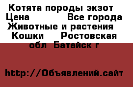 Котята породы экзот › Цена ­ 7 000 - Все города Животные и растения » Кошки   . Ростовская обл.,Батайск г.